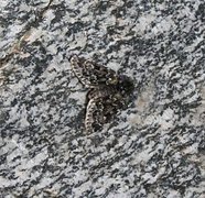 Heifjellfly (Lasionycta staudingeri)