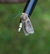 Kobberfly (Chersotis cuprea)