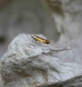 Oreblomstmøll (Argyresthia goedartella)