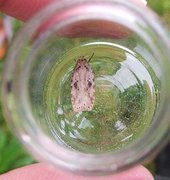 Agonopterix arenella