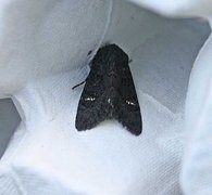 Stort lyngheifly (Aporophyla nigra)