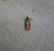 Mjødurtflatvikler (Acleris aspersana)