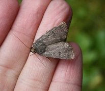 Grått pyramidefly (Amphipyra tragopoginis)