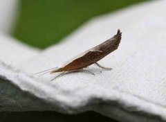 Leddvedsprellemøll (Ypsolopha dentella)