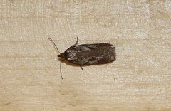 Kystflatvikler (Acleris hyemana)