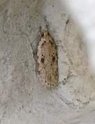 Agonopterix arenella