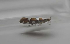 Argyresthia brockeella