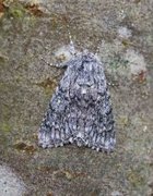 Blågrått kveldfly (Acronicta euphorbiae)