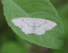 Bjørkeløvmåler (Cyclophora albipunctata)