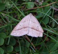 Bregnemåler (Petrophora chlorosata)