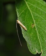 Nematopogon swammerdamella