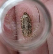 Agonopterix heracliana