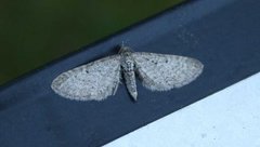 Engdvergmåler (Eupithecia satyrata)