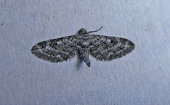 Lyngdvergmåler (Eupithecia nanata)