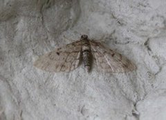 Grandvergmåler (Eupithecia tantillaria)