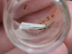 Sølvnebbmott (Crambus perlella)