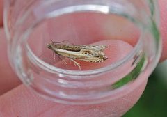 Stripesigdvikler (Ancylis apicella)