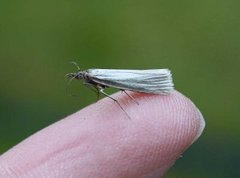 Sølvnebbmott (Crambus perlella)