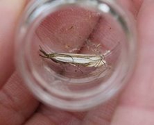 Beitenebbmott (Crambus pascuella)