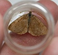 Brun buemåler (Macaria brunneata)