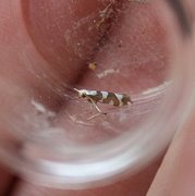 Oreblomstmøll (Argyresthia goedartella)