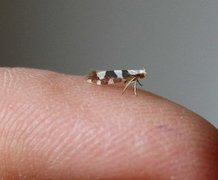 Argyresthia brockeella