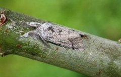 Heibørstespinner (Gynaephora fascelina)