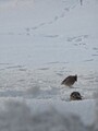 Sidensvans (Bombycilla garrulus)