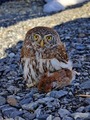 Spurveugle (Glaucidium passerinum)