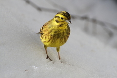 Gulspurv (Emberiza citrinella)