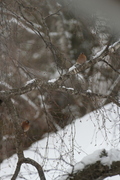 Bokfink (Fringilla coelebs)