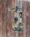 Grønnsisik (Carduelis spinus)