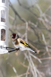 Stillits (Carduelis carduelis)