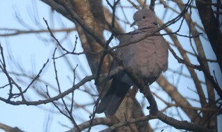 Tyrkerdue (Streptopelia decaocto)