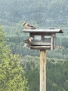 Kjernebiter (Coccothraustes coccothraustes)