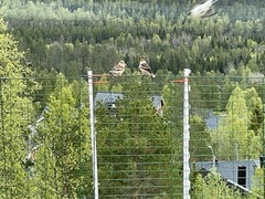 Kjernebiter (Coccothraustes coccothraustes)