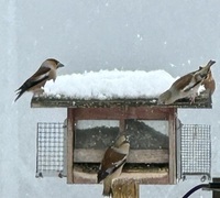 Kjernebiter (Coccothraustes coccothraustes)