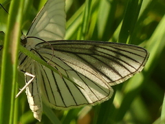 Ribbemåler (Siona lineata)