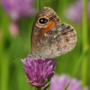 Bergringvinge (Lasiommata petropolitana)