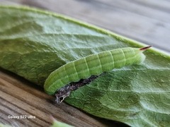 Smalkantet humlesvermer (Hemaris tityus)