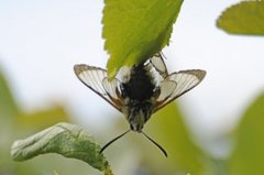 Smalkantet humlesvermer (Hemaris tityus)