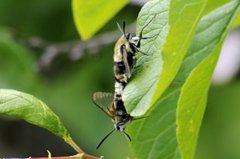 Smalkantet humlesvermer (Hemaris tityus)