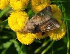 Stengelfly (Amphipoea)