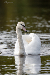 Knoppsvane (Cygnus olor)