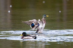 Stokkand (Anas platyrhynchos)