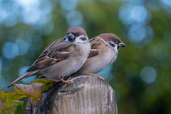 Pilfink (Passer montanus)