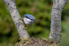 Spettmeis (Sitta europaea)