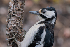 Flaggspett (Dendrocopos major)