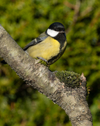 Kjøttmeis (Parus major)