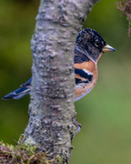 Bjørkefink (Fringilla montifringilla)